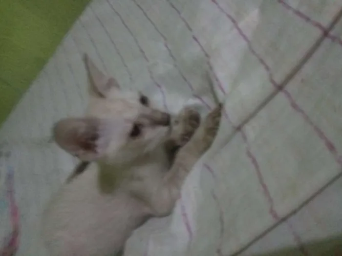 Gato ra a  idade 2 a 6 meses nome Sem nomes