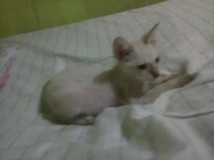 Gato ra a  idade 2 a 6 meses nome Sem nomes