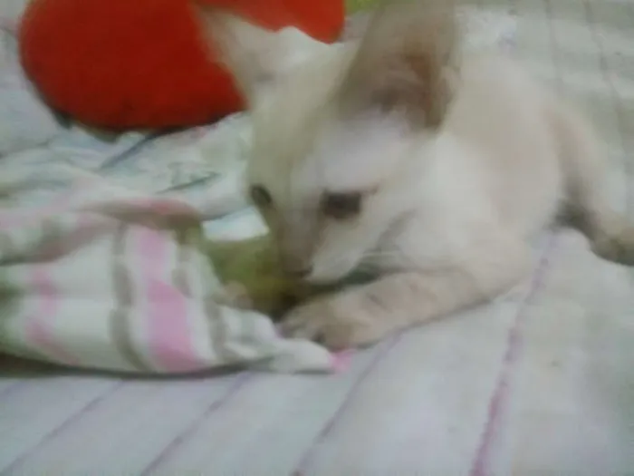 Gato ra a  idade 2 a 6 meses nome Sem nomes