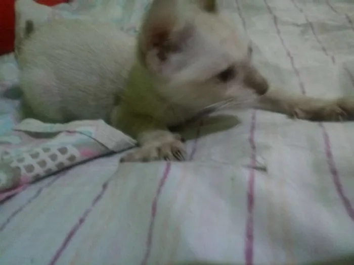 Gato ra a  idade 2 a 6 meses nome Sem nomes