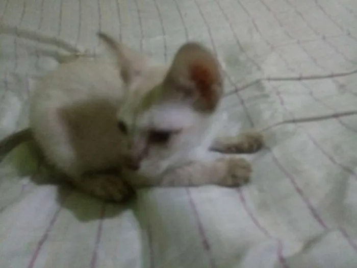 Gato ra a  idade 2 a 6 meses nome Sem nomes