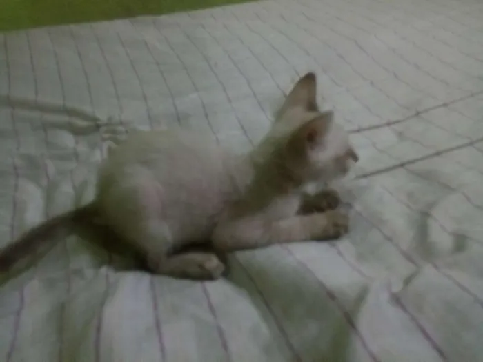 Gato ra a  idade 2 a 6 meses nome Sem nomes