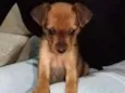 Nina