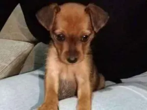 Cachorro raça Srd idade 2 a 6 meses nome Nina