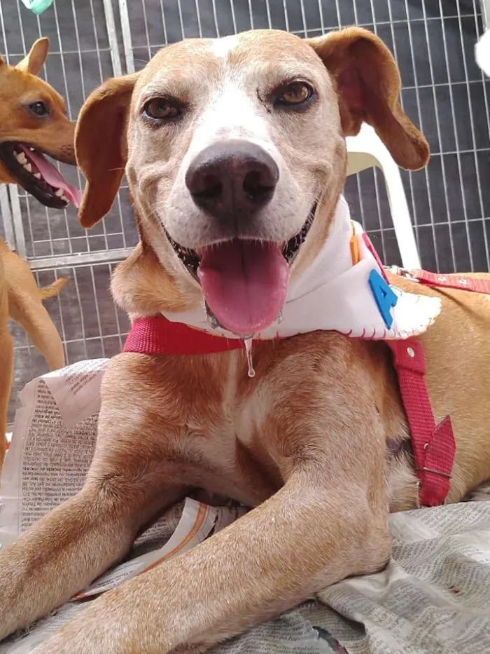 Cachorro ra a SRD idade 6 ou mais anos nome Antônio Fagundes