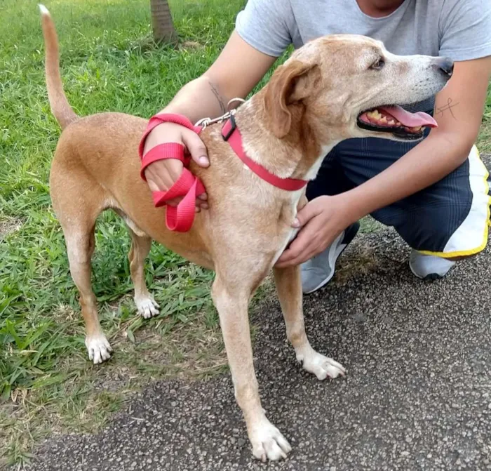 Cachorro ra a SRD idade 6 ou mais anos nome Antônio Fagundes