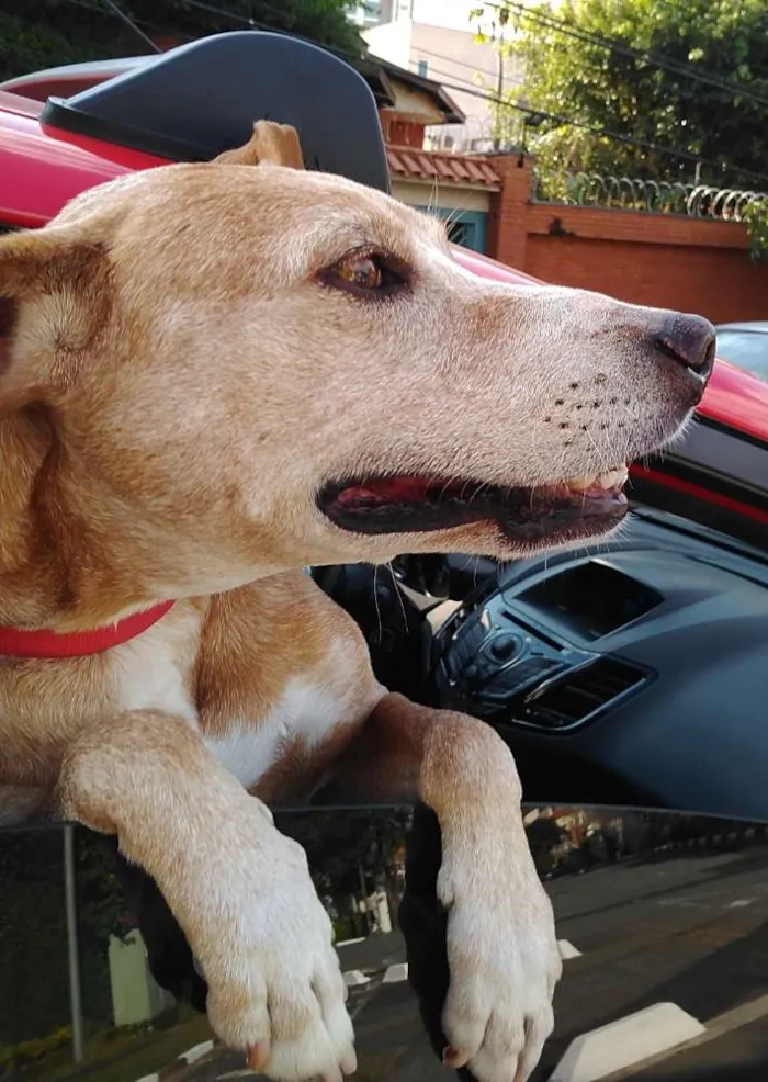 Cachorro ra a SRD idade 6 ou mais anos nome Antônio Fagundes