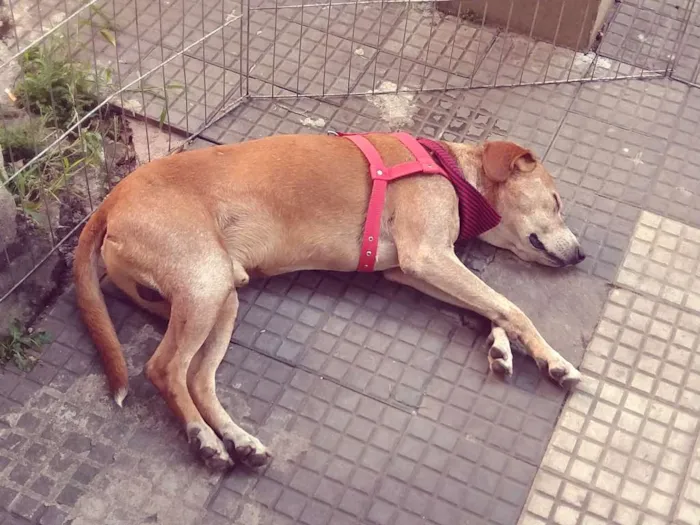 Cachorro ra a SRD idade 6 ou mais anos nome Antônio Fagundes