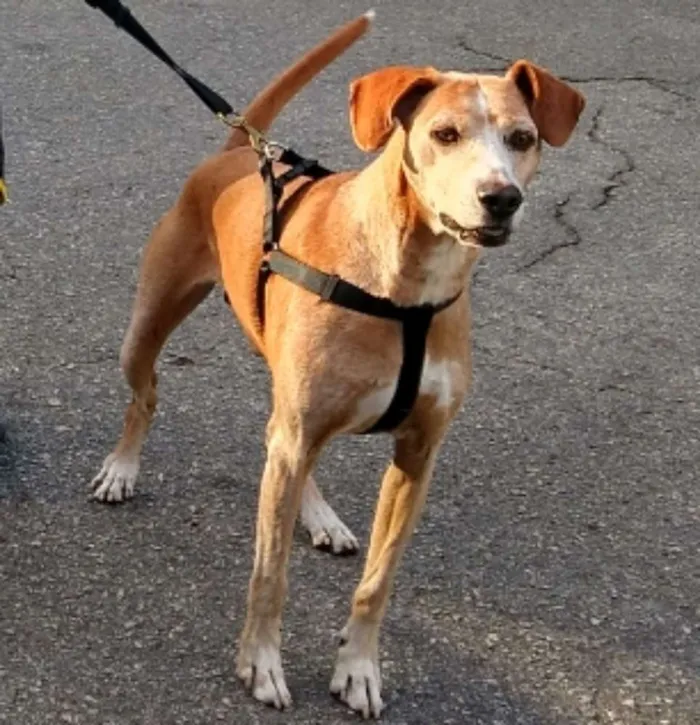 Cachorro ra a SRD idade 6 ou mais anos nome Antônio Fagundes