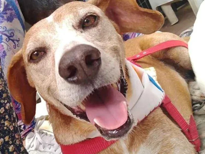 Cachorro ra a SRD idade 6 ou mais anos nome Antônio Fagundes