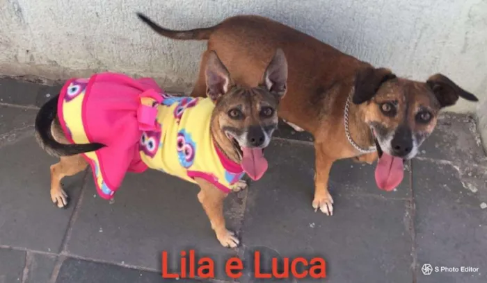 Cachorro ra a SRD idade 6 ou mais anos nome LILA E LUCA