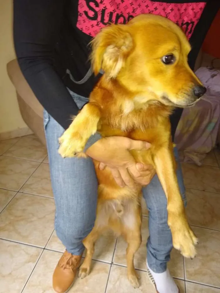 Cachorro ra a  idade 3 anos nome Não sei