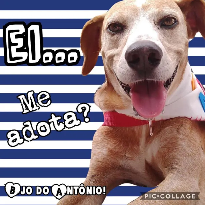 Cachorro ra a SRD idade 6 ou mais anos nome Antônio Fagundes