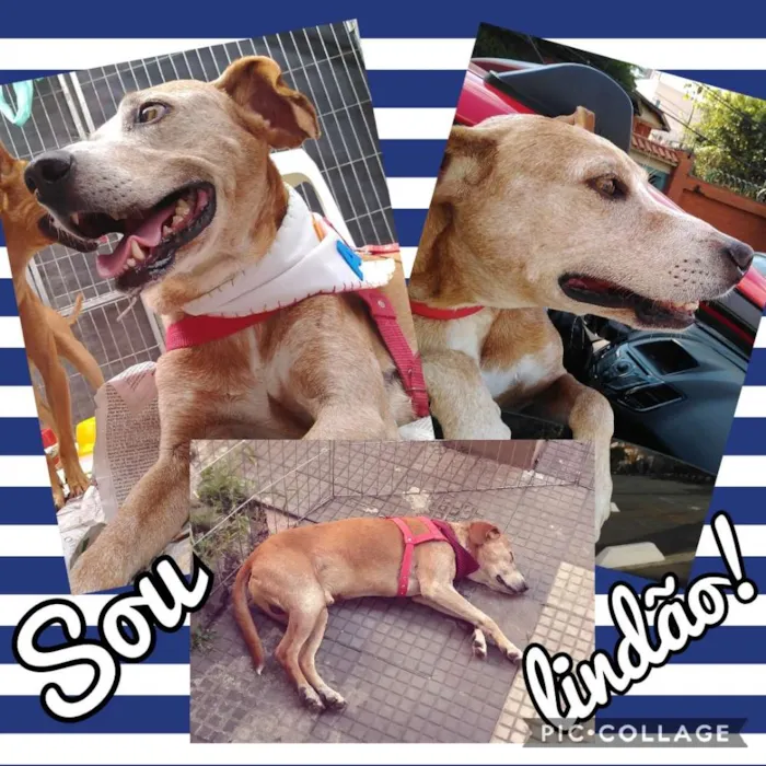 Cachorro ra a SRD idade 6 ou mais anos nome Antônio Fagundes
