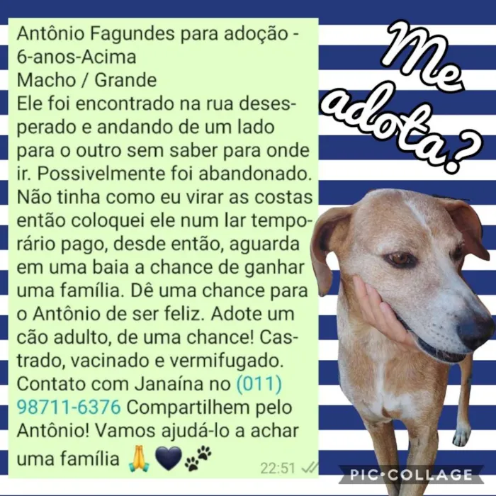 Cachorro ra a SRD idade 6 ou mais anos nome Antônio Fagundes