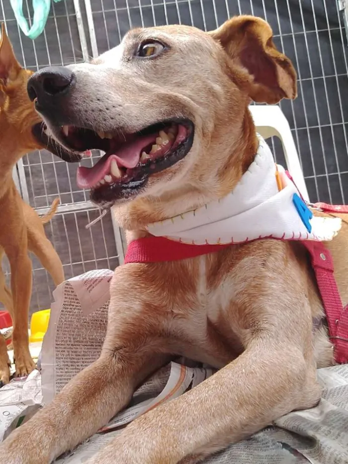 Cachorro ra a SRD idade 6 ou mais anos nome Antônio Fagundes