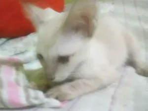 Gato raça  idade 2 a 6 meses nome Sem nomes
