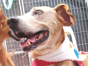 Cachorro raça SRD idade 6 ou mais anos nome Antônio Fagundes
