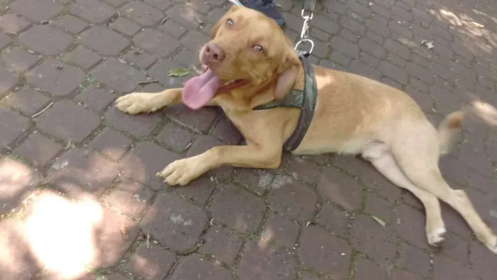 Cachorro ra a Pitbull/labrador idade 1 ano nome Steve