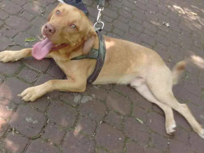 Cachorro ra a Pitbull/labrador idade 1 ano nome Steve