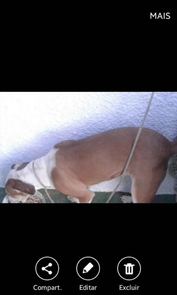 Cachorro ra a pittbullcom americano  idade 1 ano nome spayk