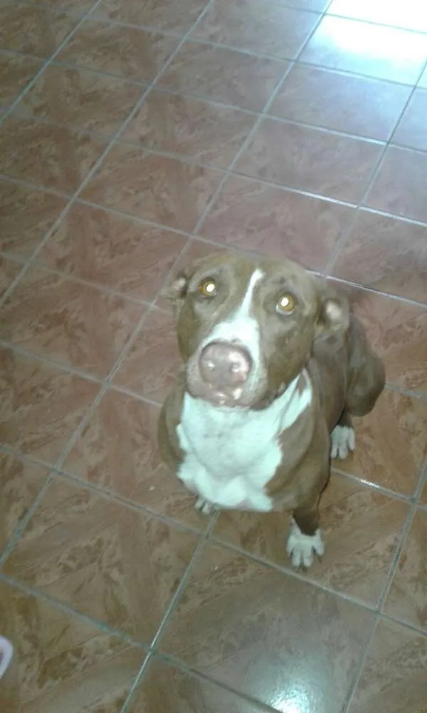 Cachorro ra a American Staffordshire Terrier idade 6 ou mais anos nome Fran