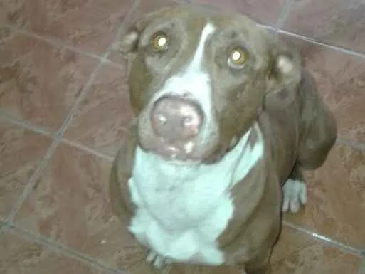 Cachorro ra a American Staffordshire Terrier idade 6 ou mais anos nome Fran