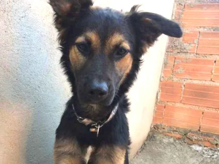 Cachorro ra a Pastor alemão com vira-lata  idade 7 a 11 meses nome SHELBY