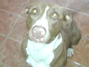 Cachorro raça American Staffordshire Terrier idade 6 ou mais anos nome Fran