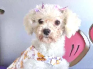 Cachorro raça Poodle idade 7 a 11 meses nome BRANQUINHA