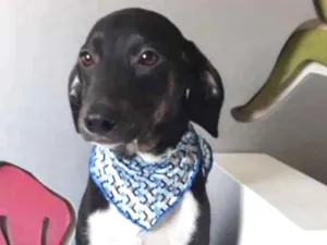 Cachorro raça SRD idade 2 a 6 meses nome ZACK