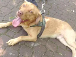 Cachorro raça Pitbull/labrador idade 1 ano nome Steve