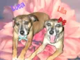LILA E LUCA
