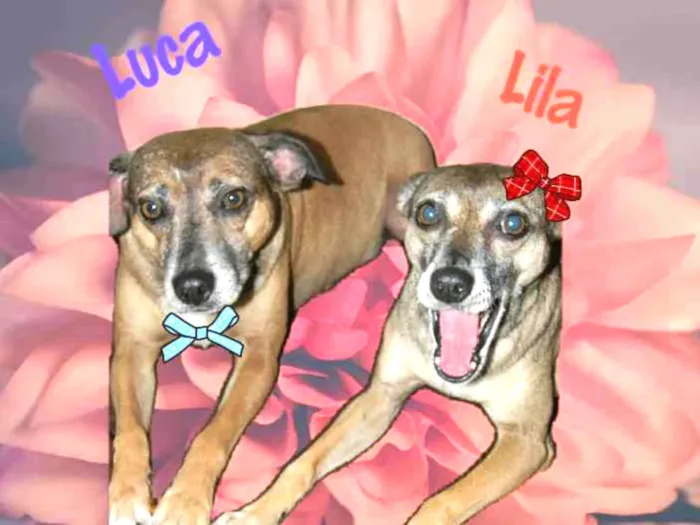 Cachorro ra a SRD idade 6 ou mais anos nome LILA E LUCA