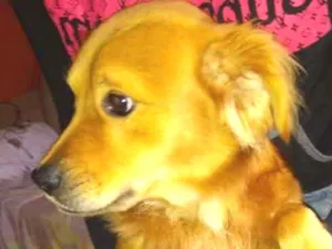 Cachorro raça  idade 3 anos nome Não sei