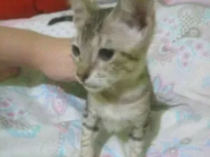 Gato raça  idade 2 a 6 meses nome Sem nome