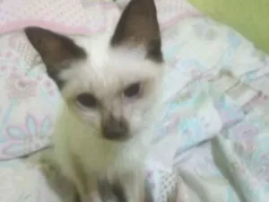 Gato raça  idade 2 a 6 meses nome Sem nome