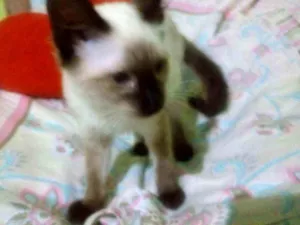 Gato raça  idade 2 a 6 meses nome Sem nome