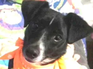 Cachorro raça SRD idade 1 ano nome Nino
