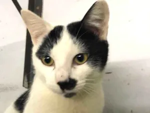 Gato raça  idade 7 a 11 meses nome Nick