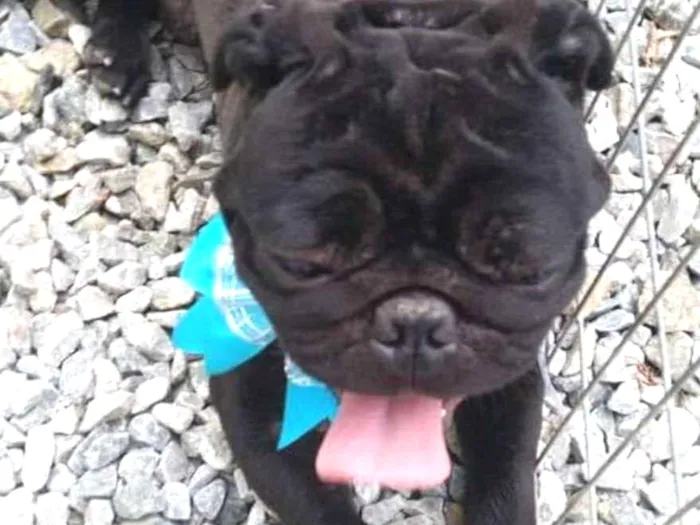 Cachorro ra a Pug idade 4 anos nome Tufão