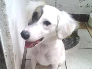 Cachorro raça Indefinida idade 5 anos nome Lili