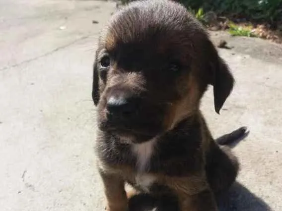 Cachorro ra a N idade Abaixo de 2 meses nome varios filhotes