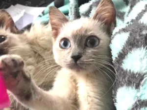 Gato raça  idade 2 a 6 meses nome Pandora ou Channel 