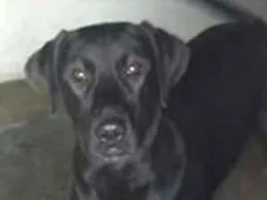 Cachorro raça Labrador com SDR idade 7 a 11 meses nome Bruce