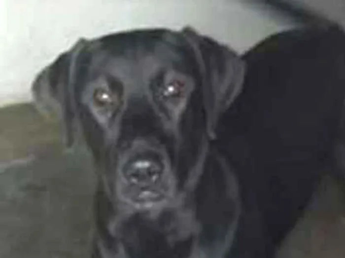 Cachorro ra a Labrador com SDR idade 7 a 11 meses nome Bruce