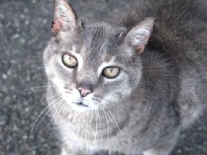 Gato ra a SRD idade 1 ano nome Pratinha 