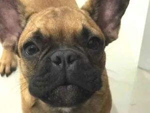 Cachorro raça Buldogue Francês  idade 7 a 11 meses nome Wine