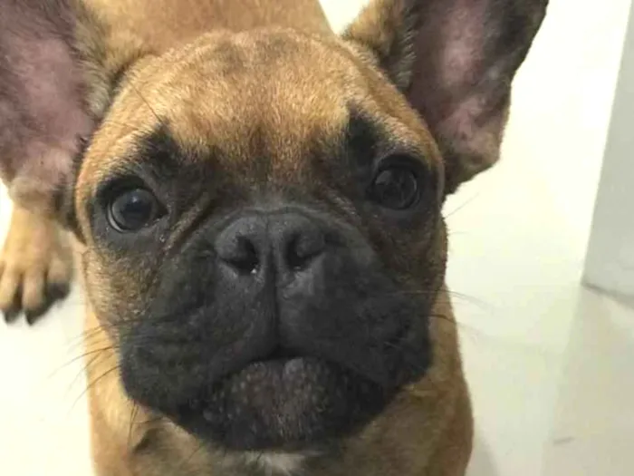 Cachorro ra a Buldogue Francês  idade 7 a 11 meses nome Wine