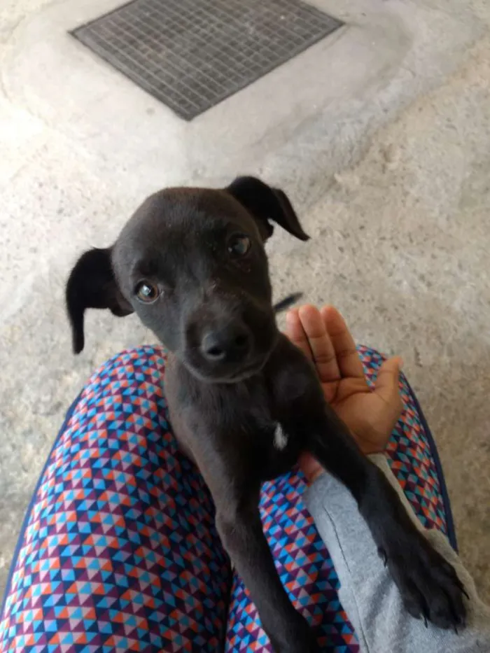 Cachorro raça Sem raça definida idade Abaixo de 2 meses nome Sem nome